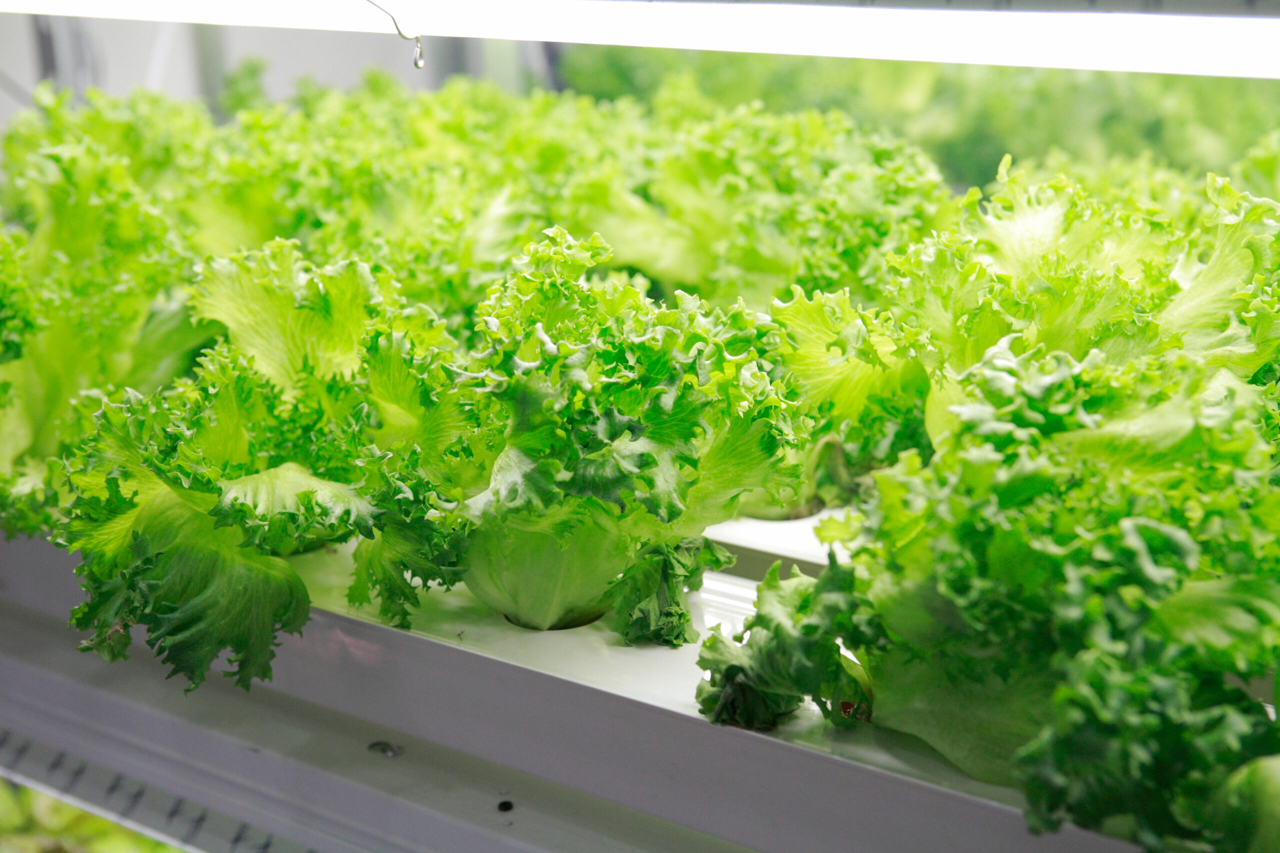 畑で育つばかりでない！工場で育つ野菜たち｜野菜科学研究会