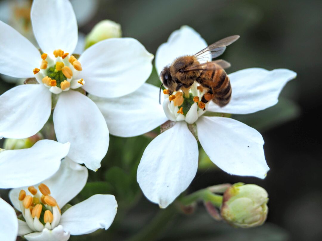 ミツバチによる受粉