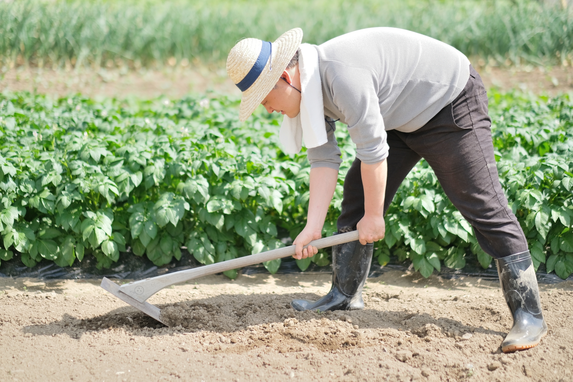 畑を耕さなくても野菜が育つ!? 自然の力を活かした農業「不耕起栽培 