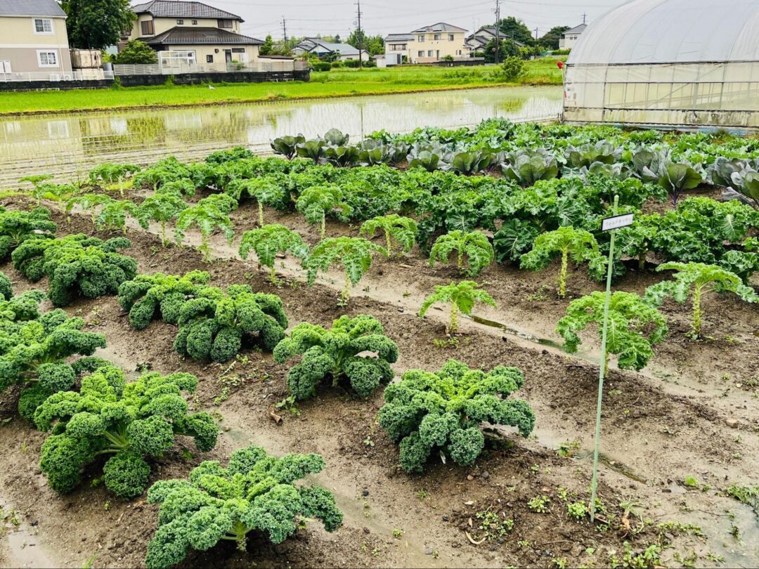 増田採種場の畑