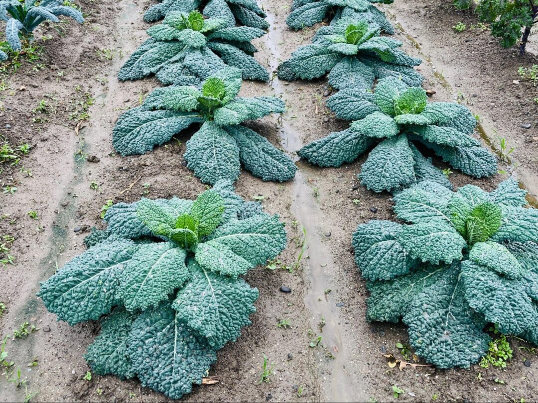 増田採種場のケール