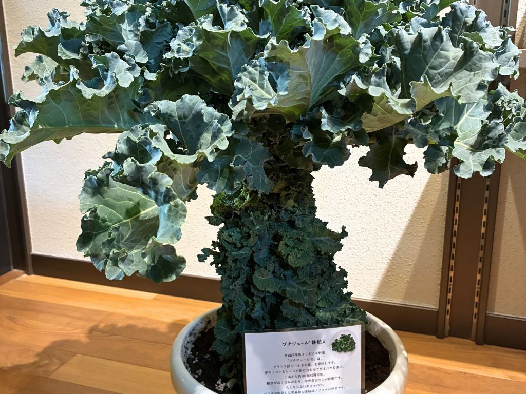 鉢植えの「プチヴェール®」