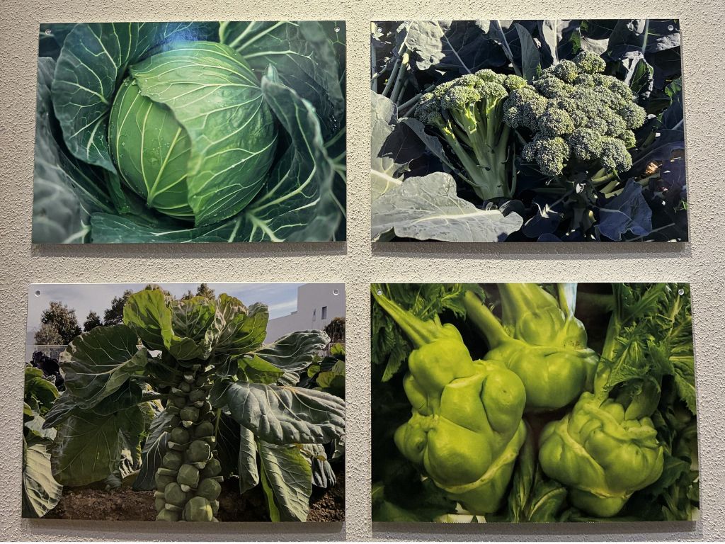 増田採種場が特に力を入れている、ケールから始まるアブラナ科の品種改良